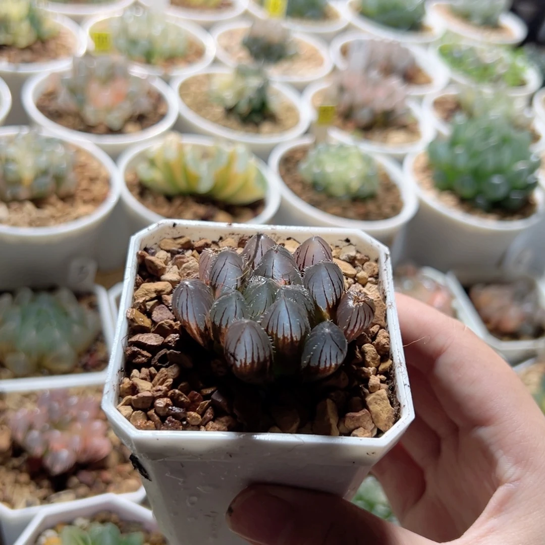 赤线锦多肉植物一颗