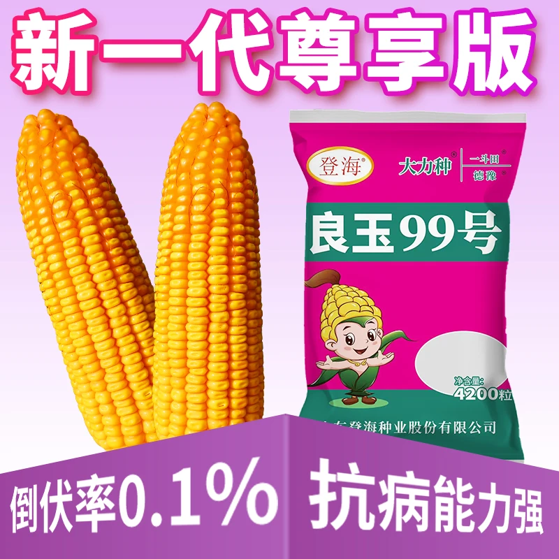 国审良玉99高产玉米种子优质玉米种品种 果穗均匀  耐旱耐密植