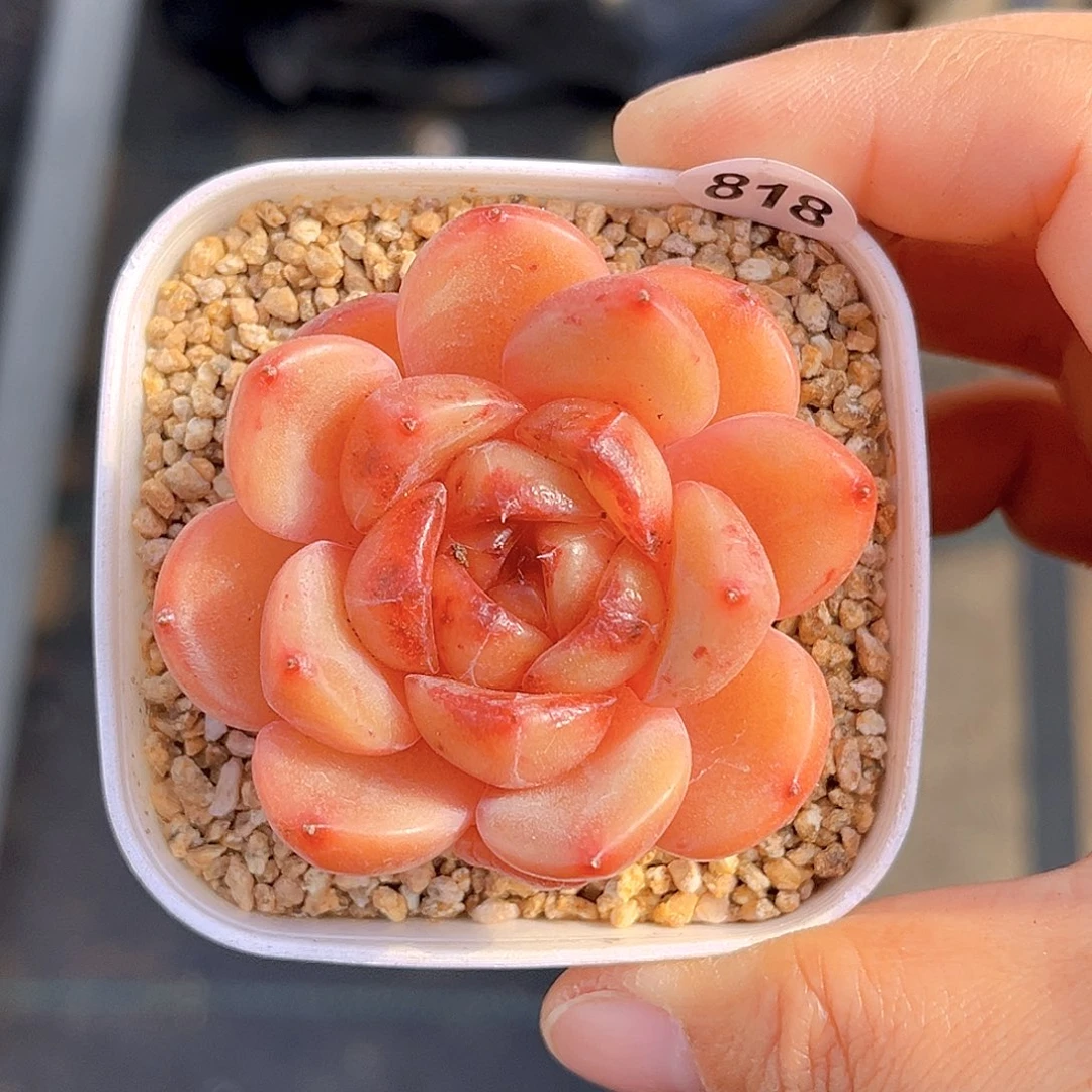 818 放漏  新品珍妮 满18包邮