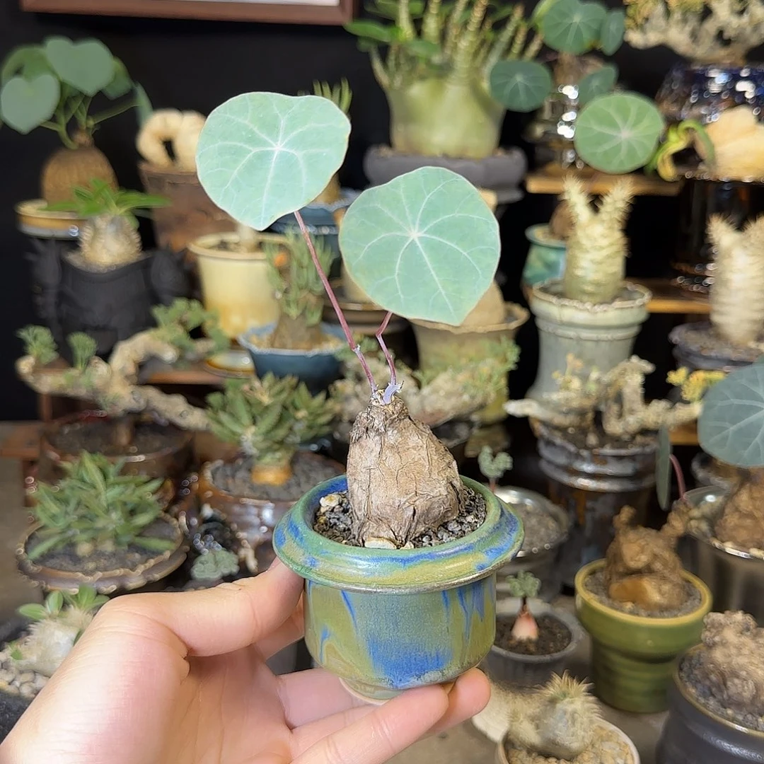 一物一拍老家一叶龟199