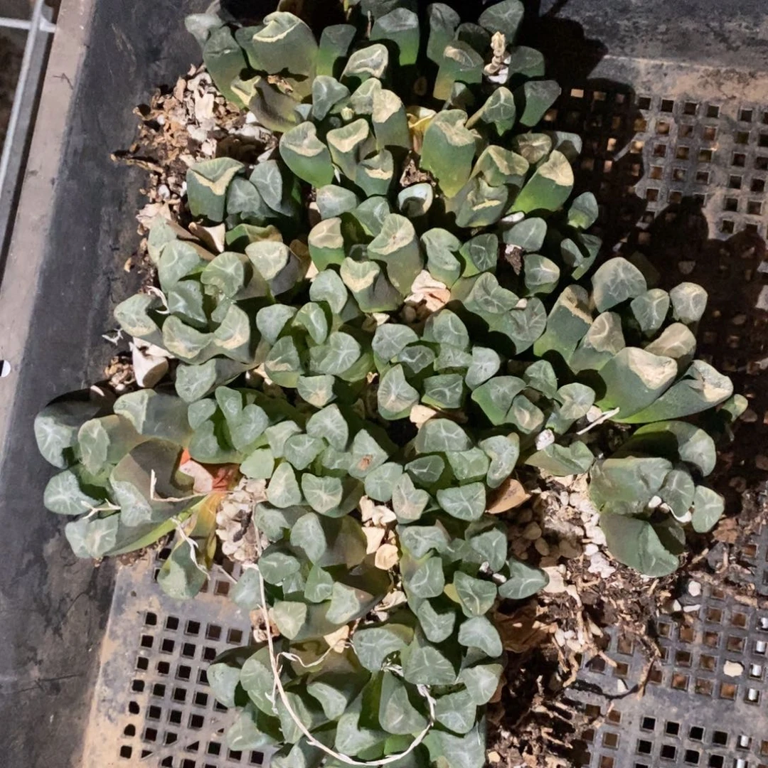 2514 一坨24颗实生大万象 开播福利