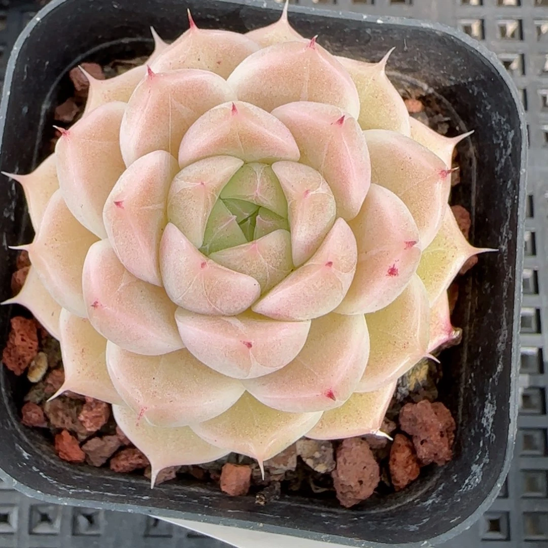 花语逸境0223-174