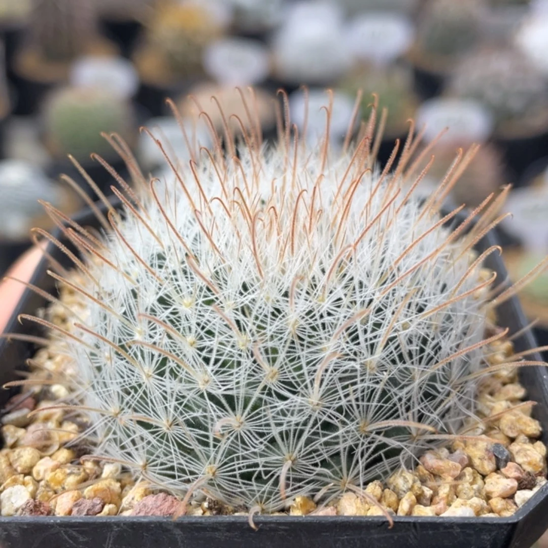 阳炎            实生根