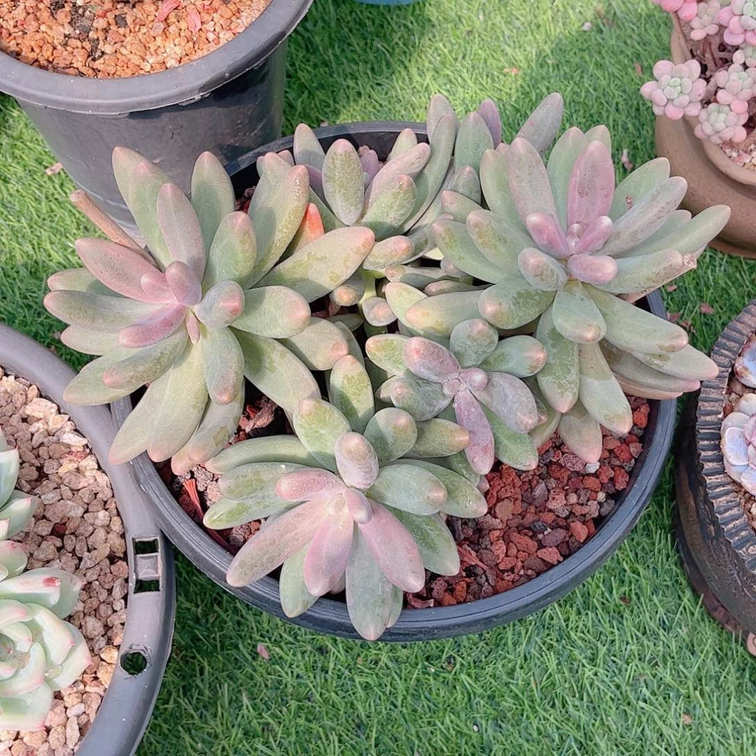 香**生糖果美人精品多肉