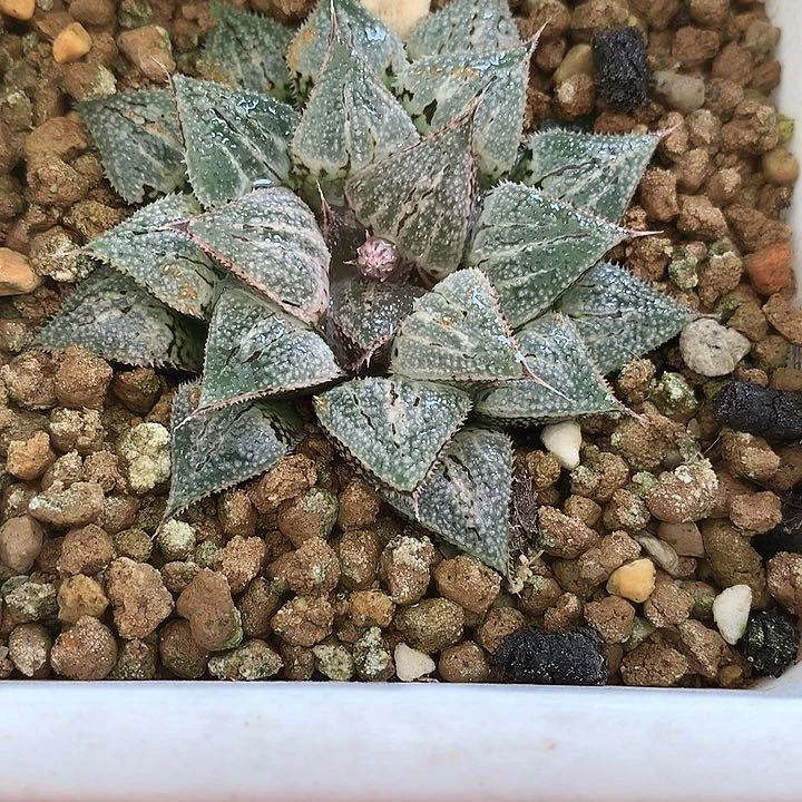 实生寿一物一拍带盆