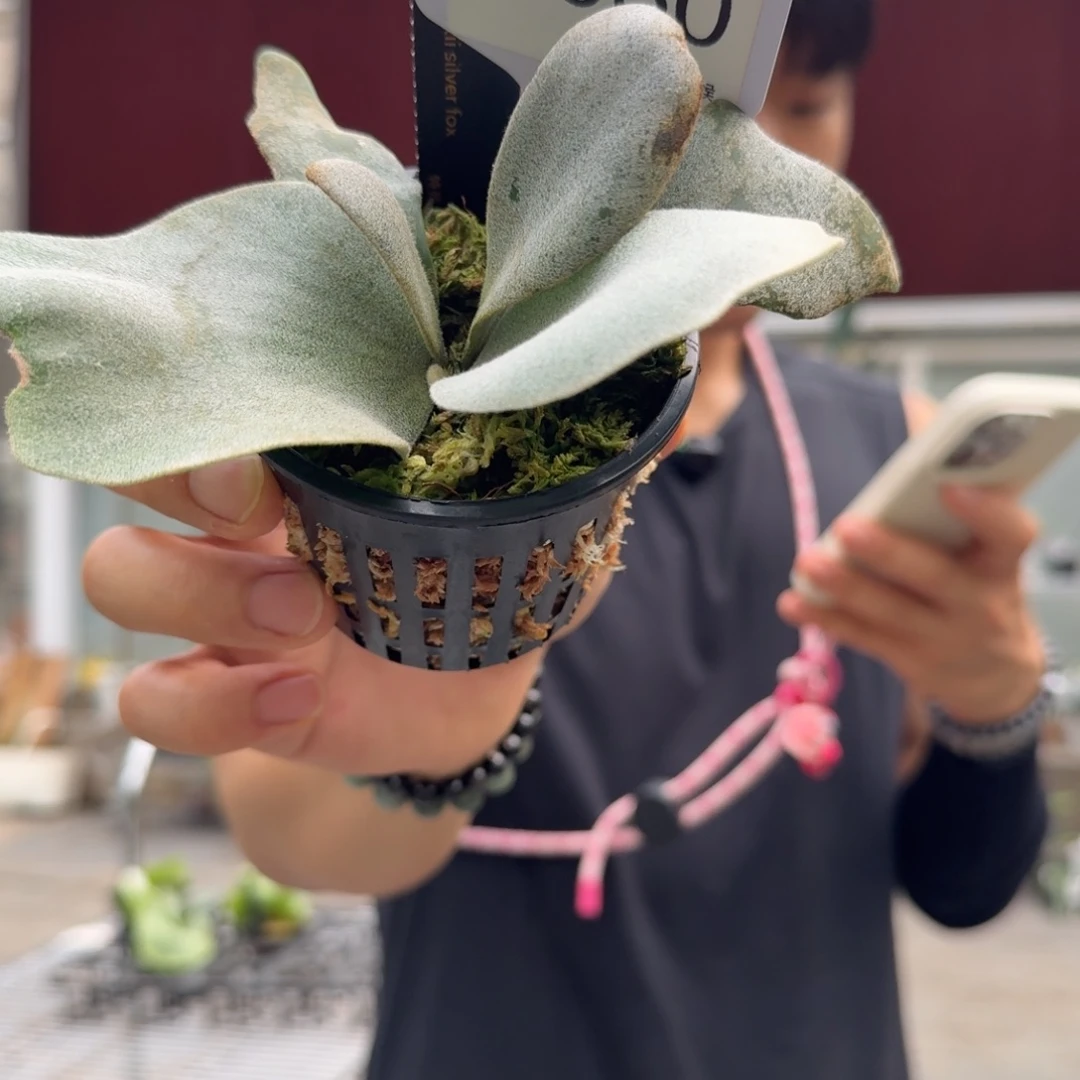 无花朵D930-福利银狐杯苗