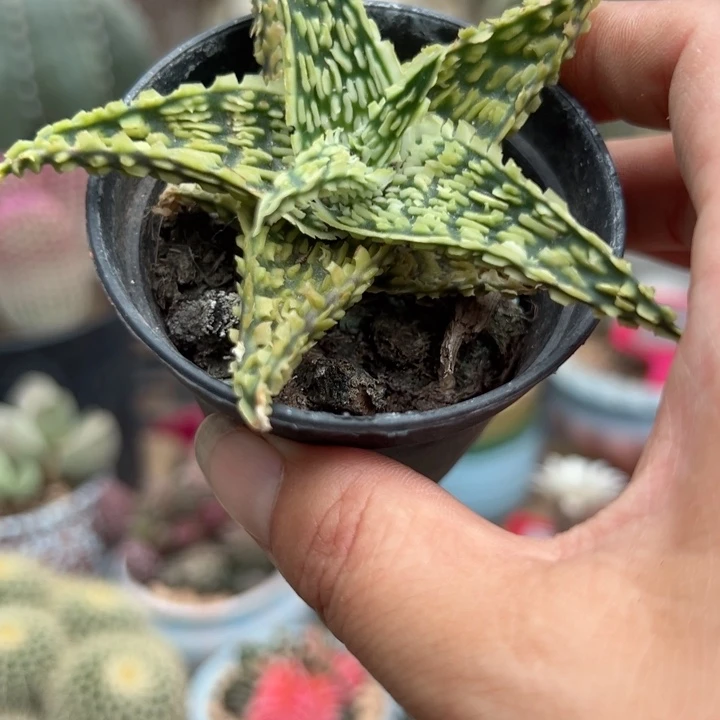 多***子我们都在努力着改变自己和别人