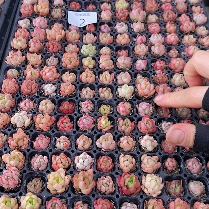 2 多肉植物盆栽花卉植物