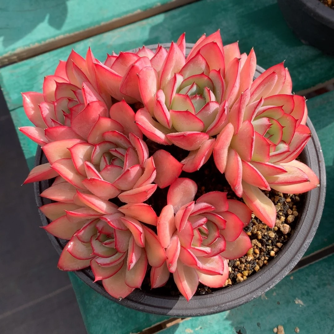 我们家的小仙女们