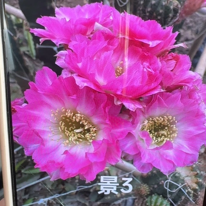 209白檀景3一个无根侧牙，20包邮