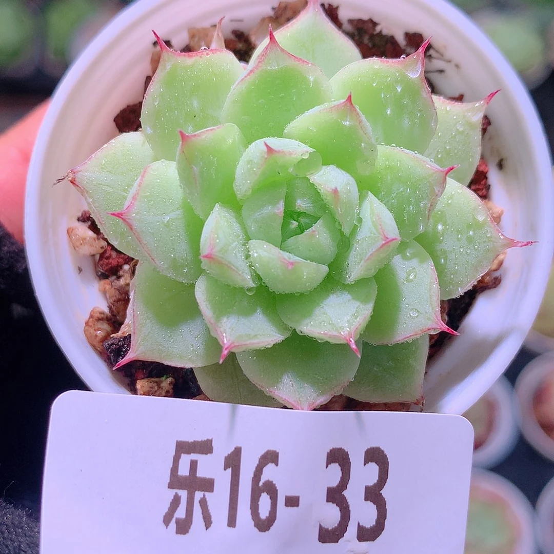 乐然16-33 女王单头