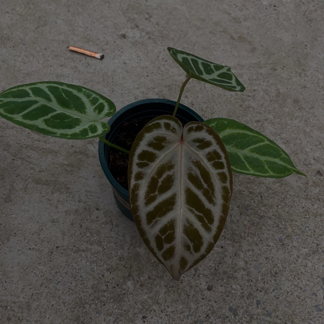 无花朵银虎杂3356