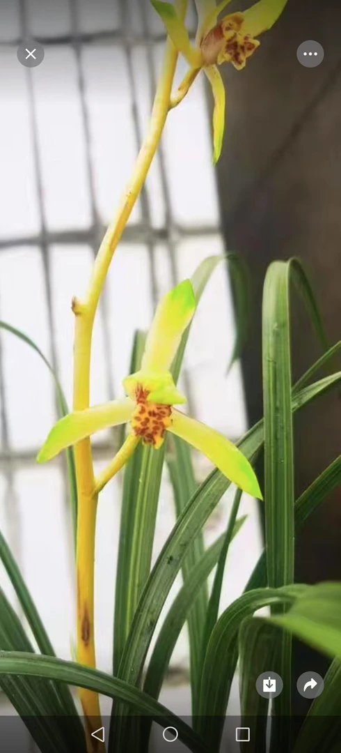 四川惠兰新品，色花；直播间一物一拍