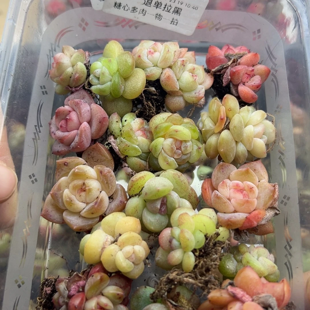 糖心多肉一物一拍18号