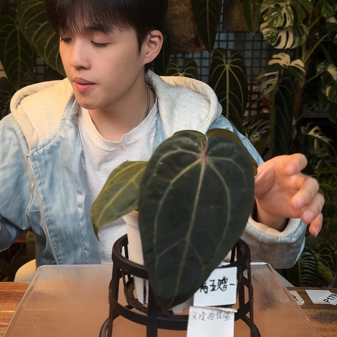 完全开放N108紫水晶杂卡拉