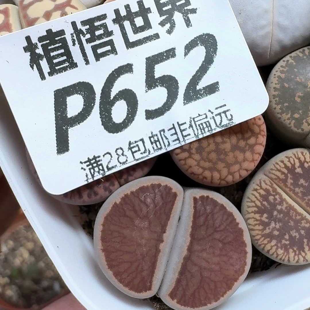 多肉植物的润泽风格