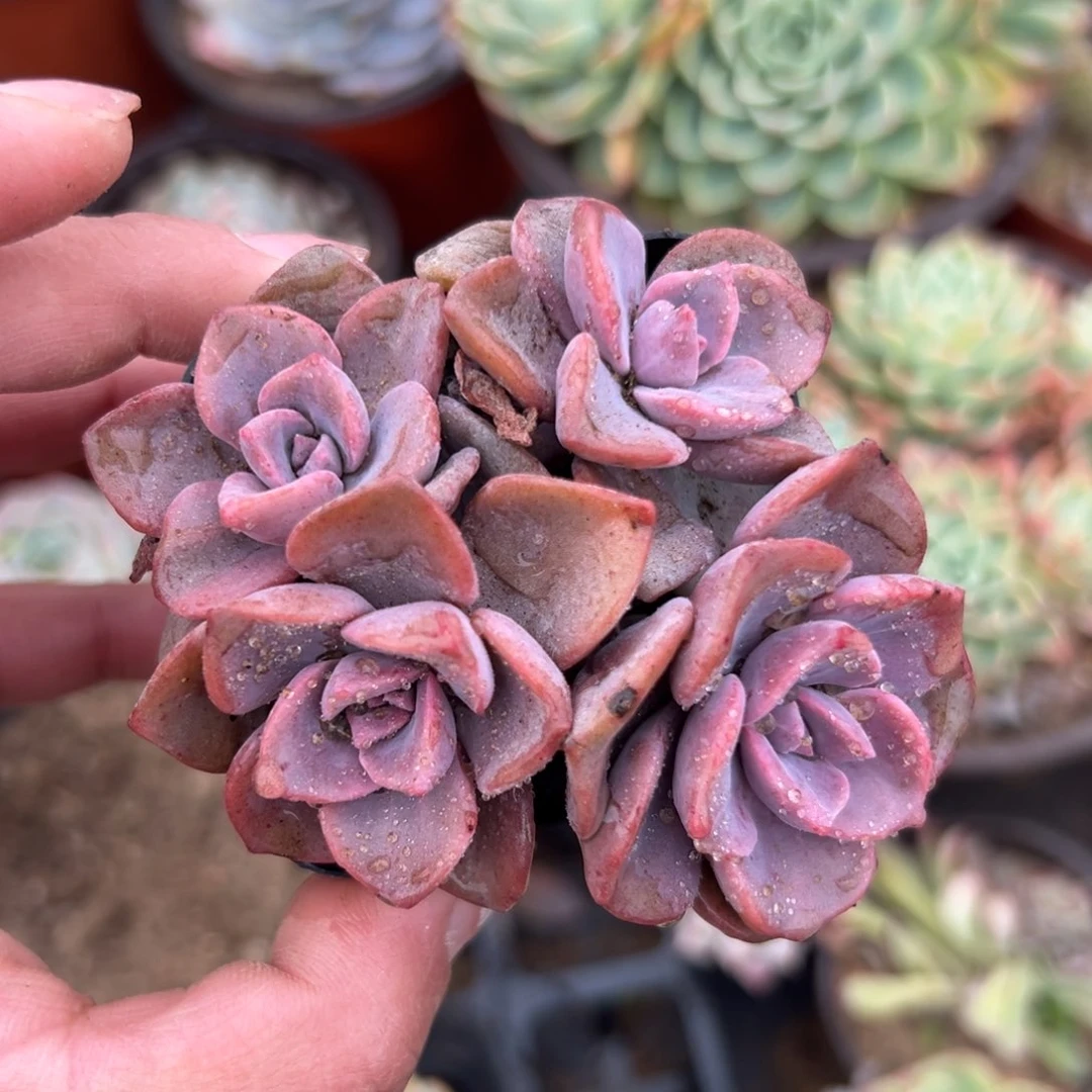 多肉植物多肉植物