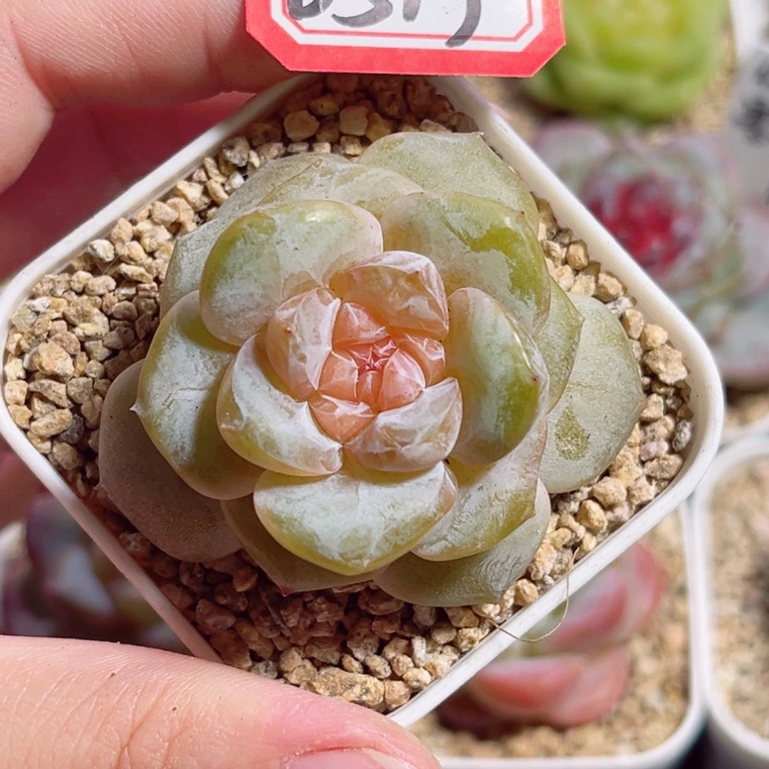 B513 一物一拍 无名