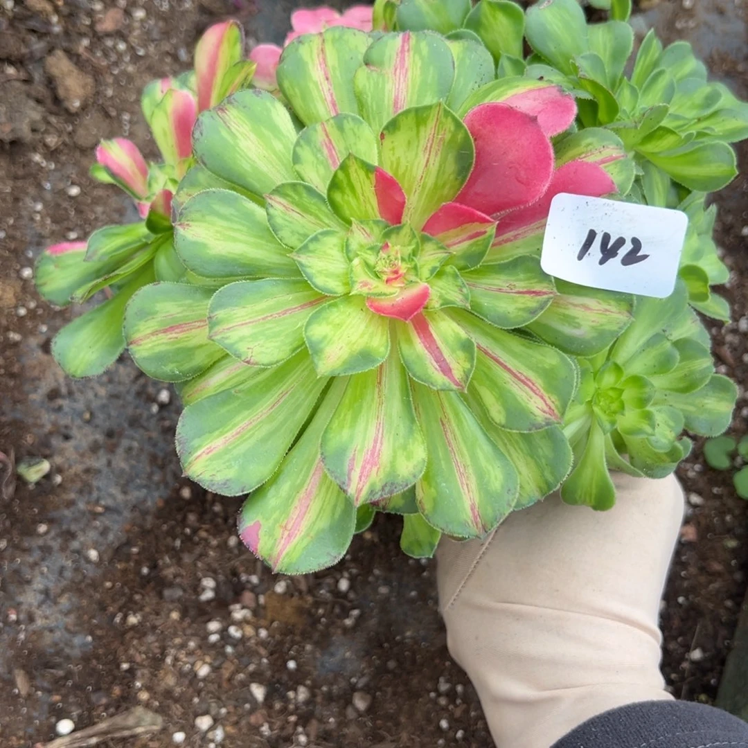 142知否多肉植物意义一