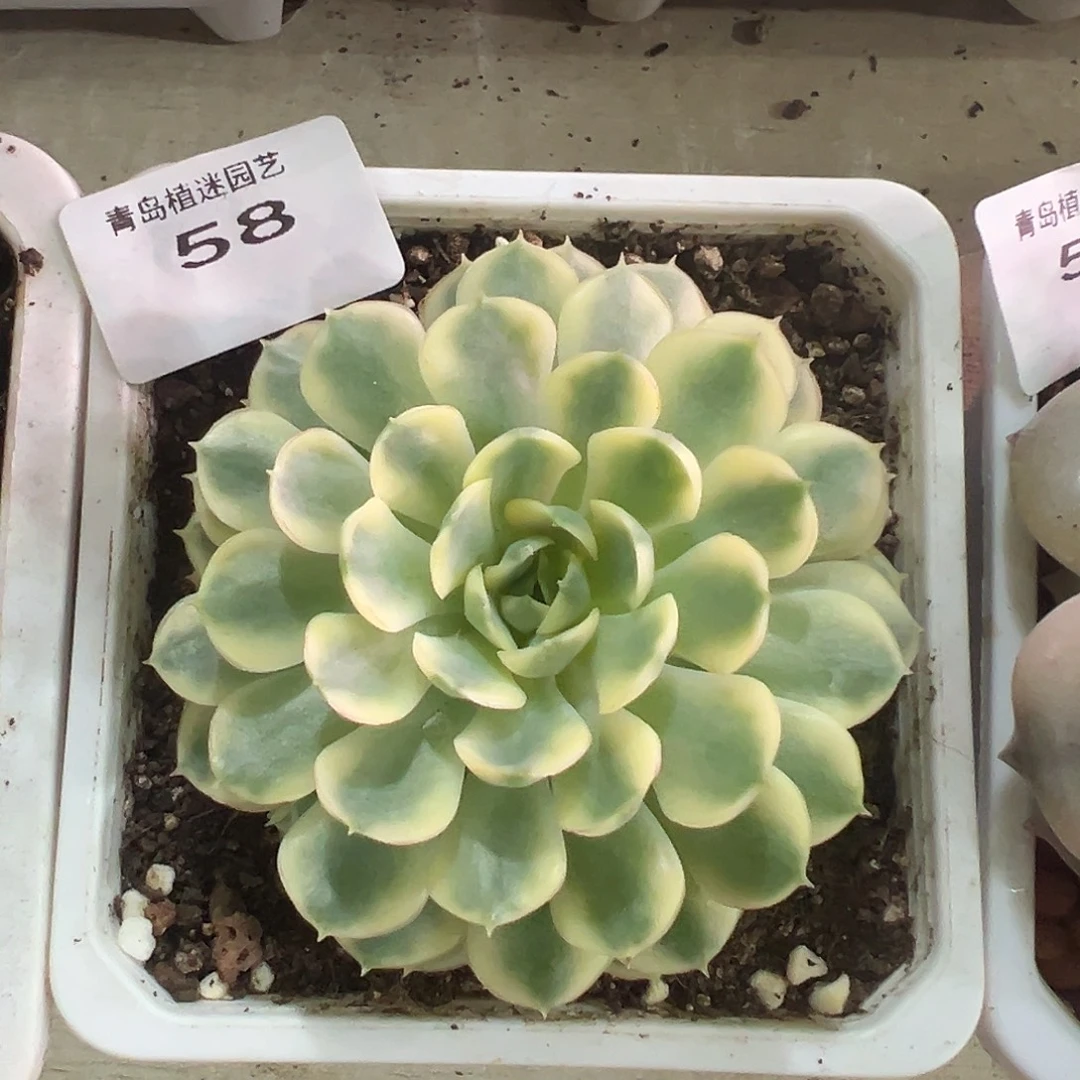 58梦幻玫瑰锦38包邮