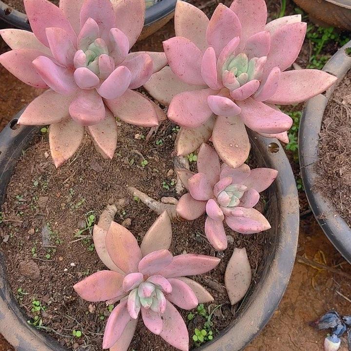 多肉植物。。。。。。。。。。。。。。。。。