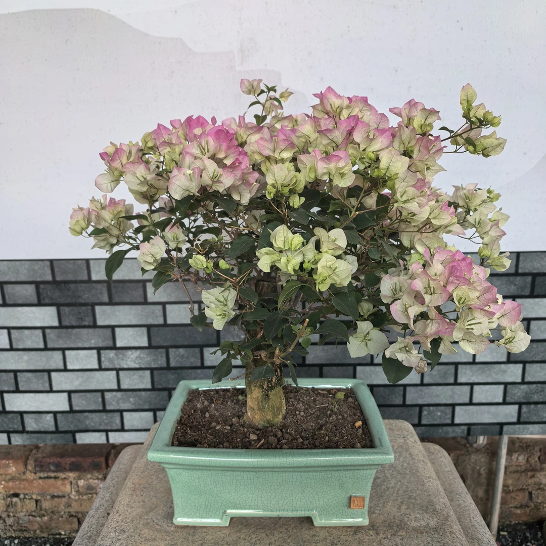 【艺景园娜娜专用】绿樱原生三角梅造型 盆景 老桩勤花好养M