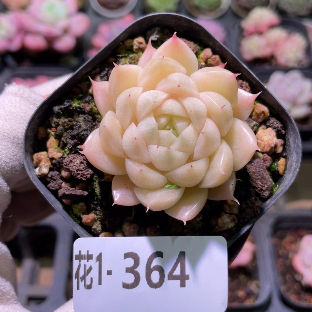 花利美1-364麦秆单头