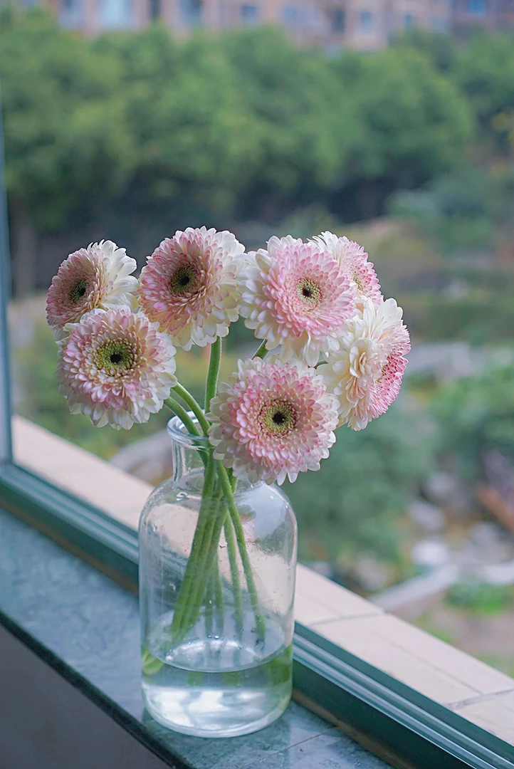 【花汀私享】20支西雅图-非洲菊