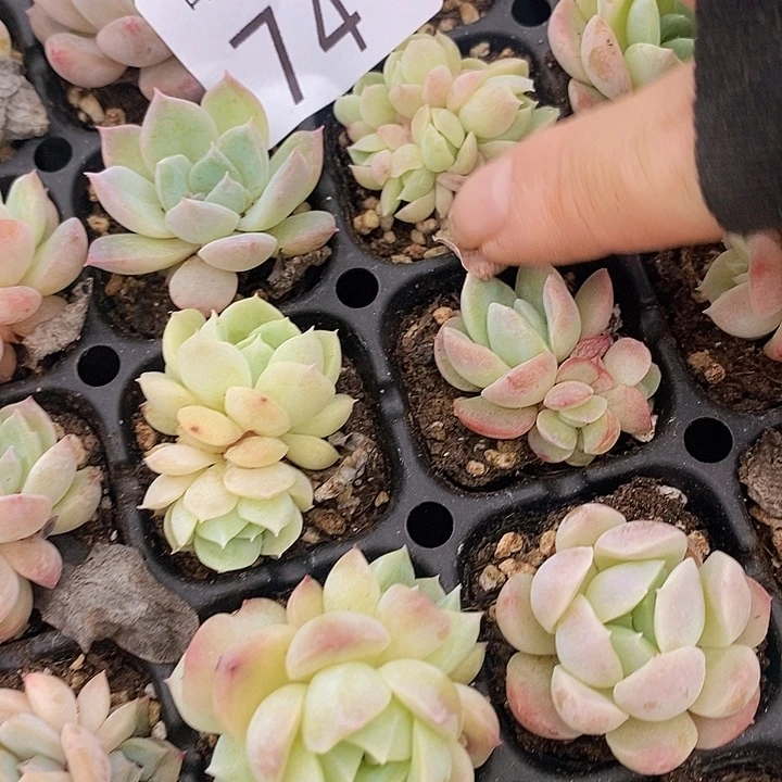 74 多肉植物盆栽花卉植物