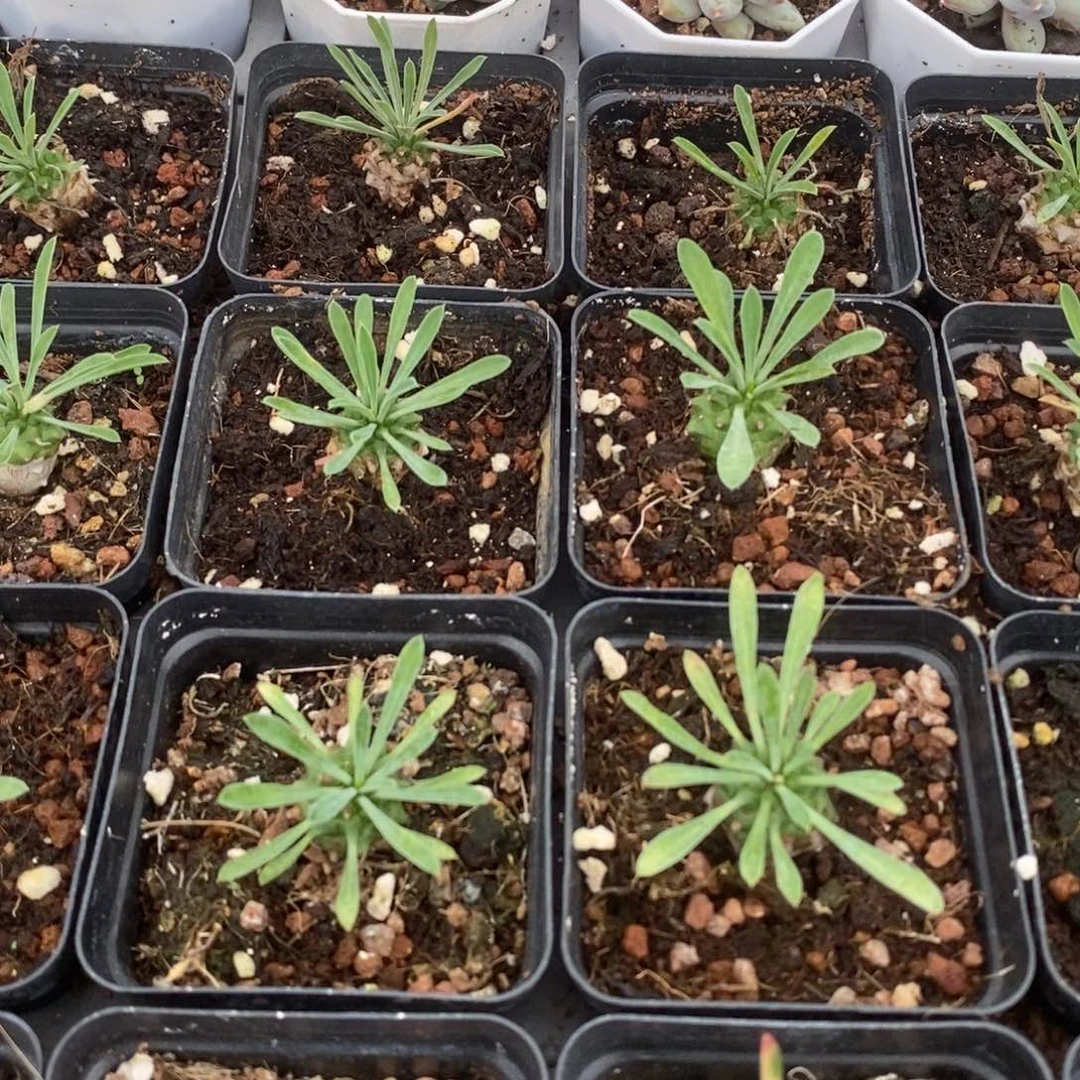 峨眉山一盆量拍多肉满20元包邮满26送一颗下午发
