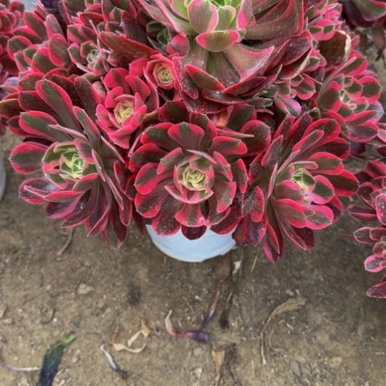 妖月18.99加急发明天早上