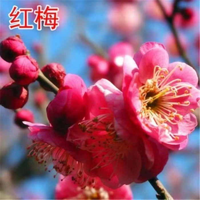 梅花老桩一物一拍