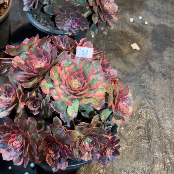 107红花郎不包化水小损