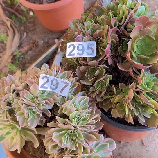 ＠***华多肉植物两个法师