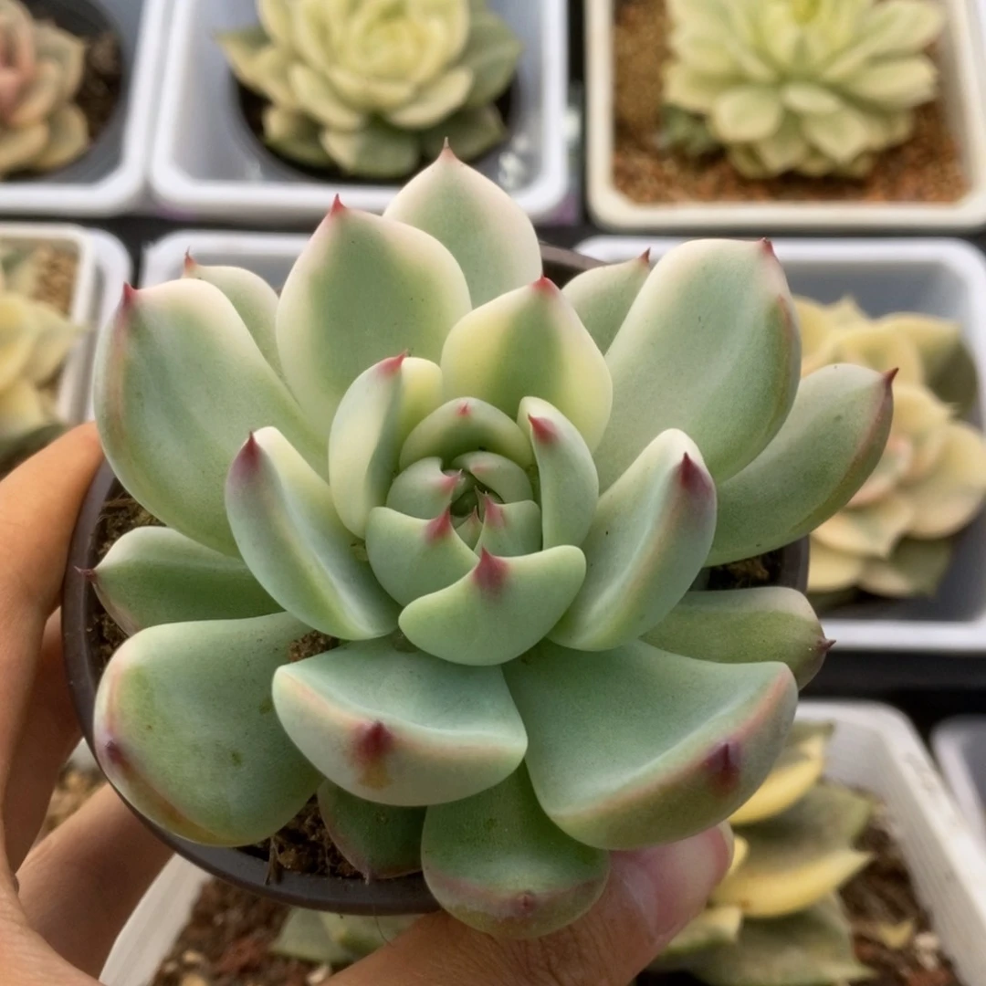 324锦锦锦锦锦锦锦锦锦