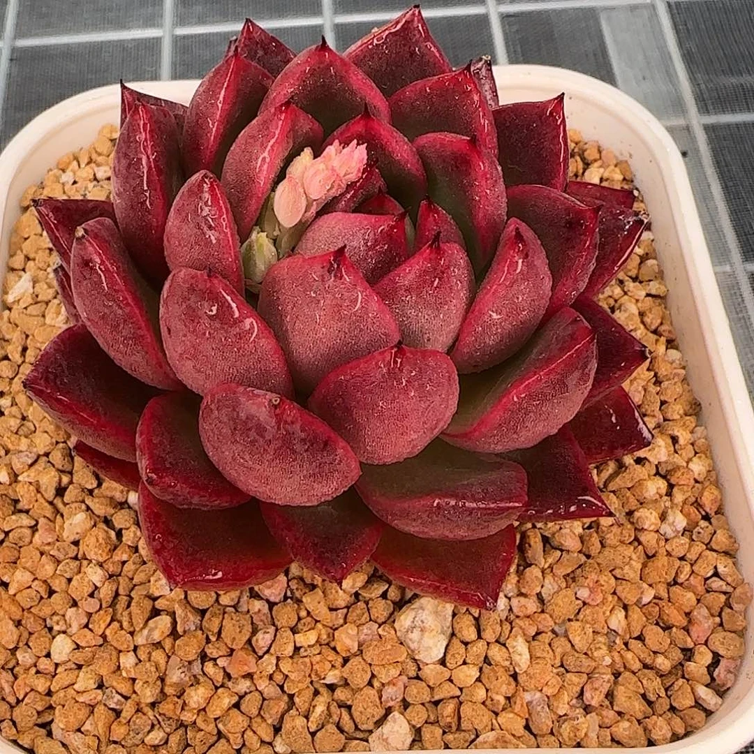 从前慢花园精选单头粉钻