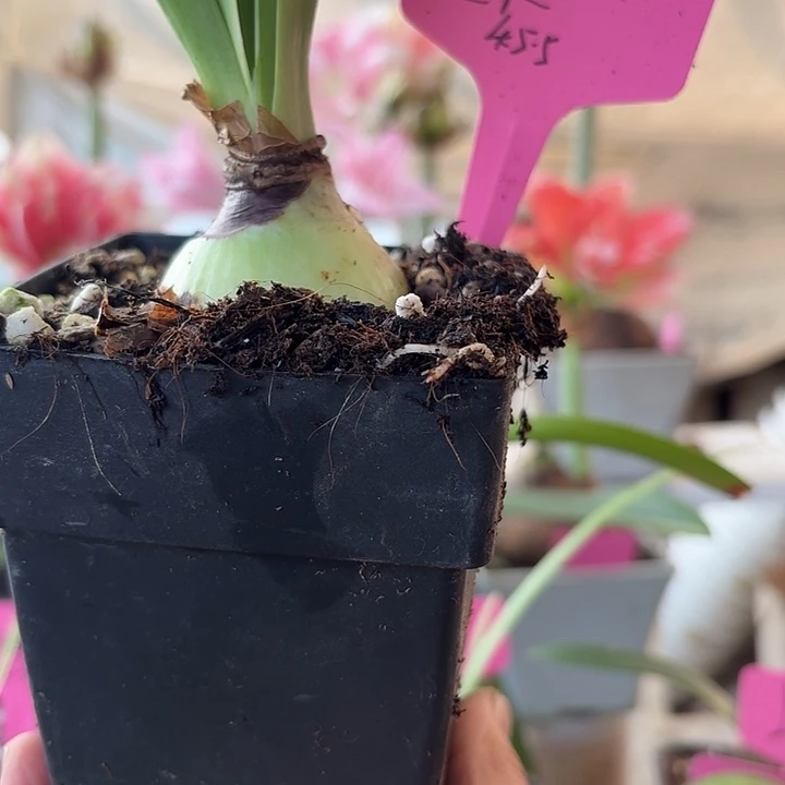无花朵星系朱顶红直径4.5