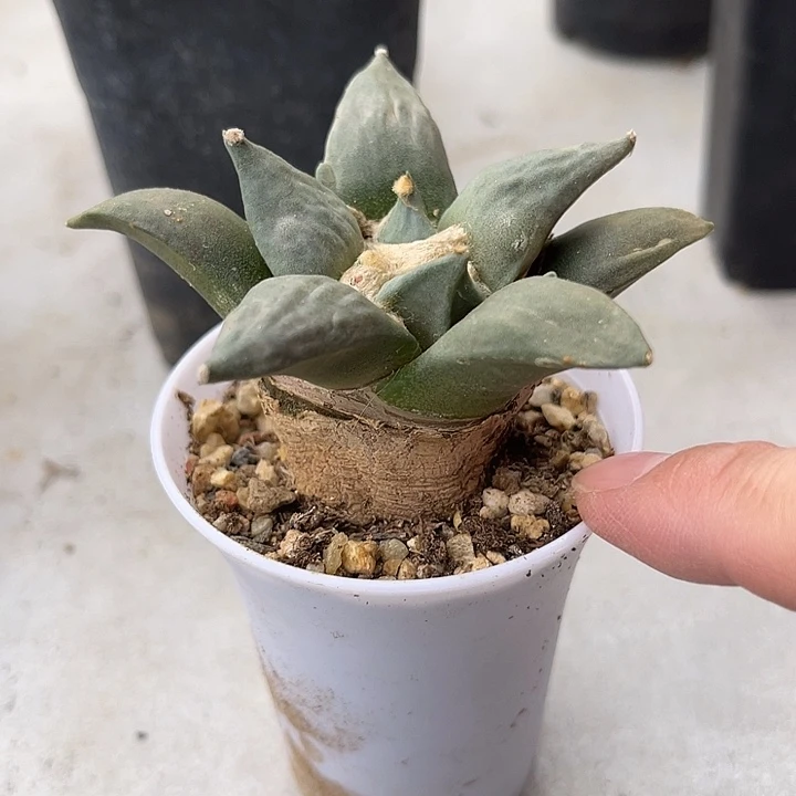 无花朵实生岩牡丹一物一拍