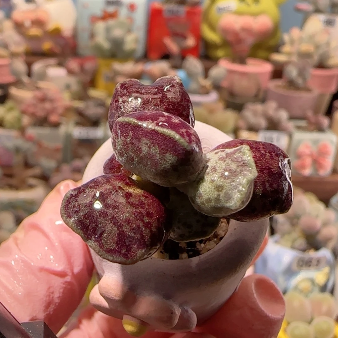 T猫耳海豹盆口2cm