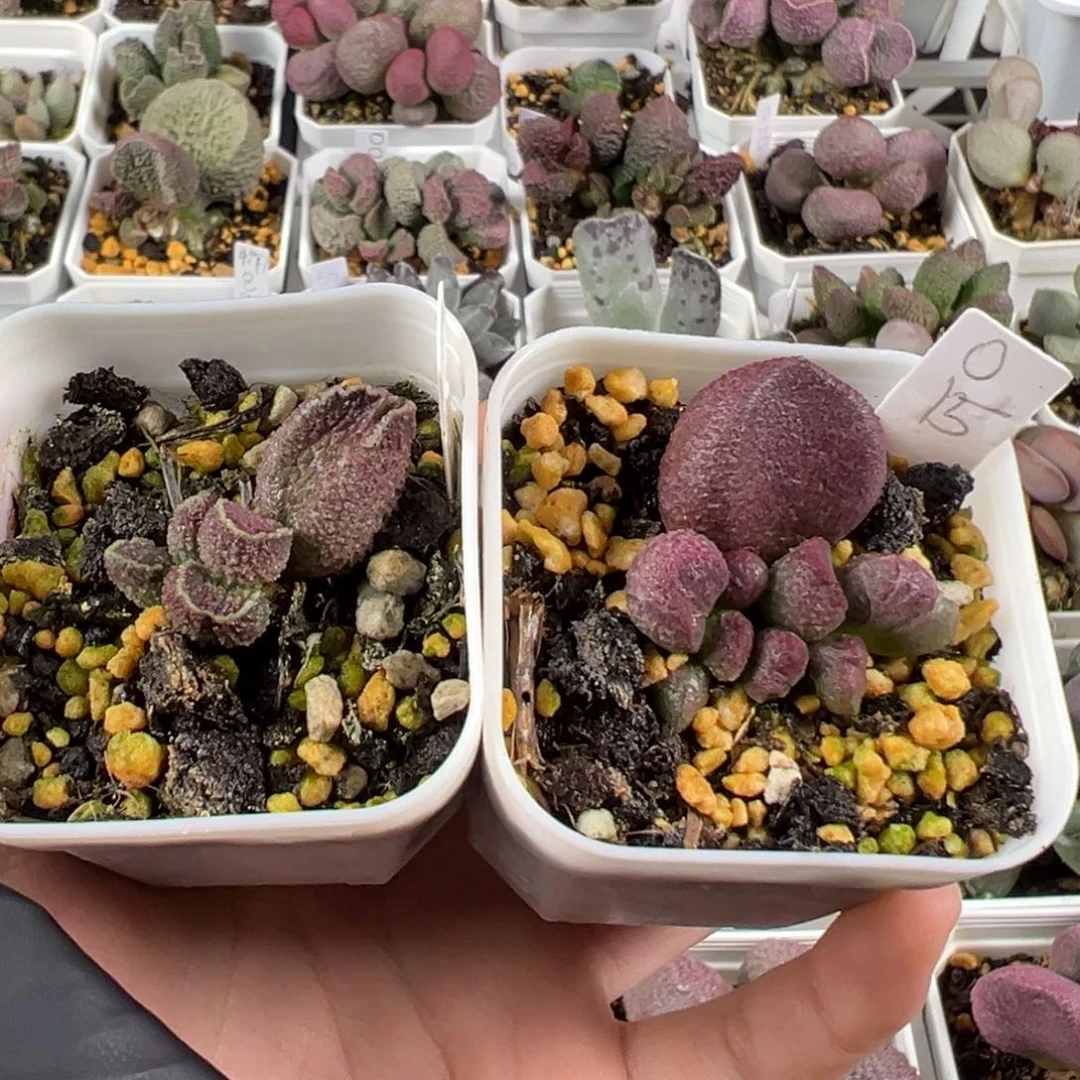 星***晶w两颗一起多肉植物