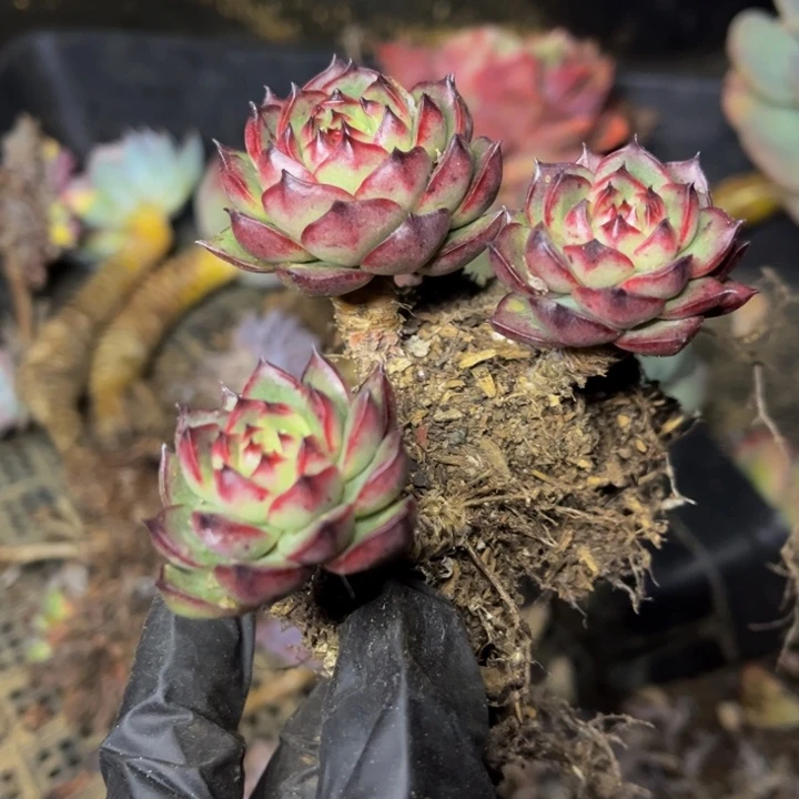 SP暗黑老桩群特价