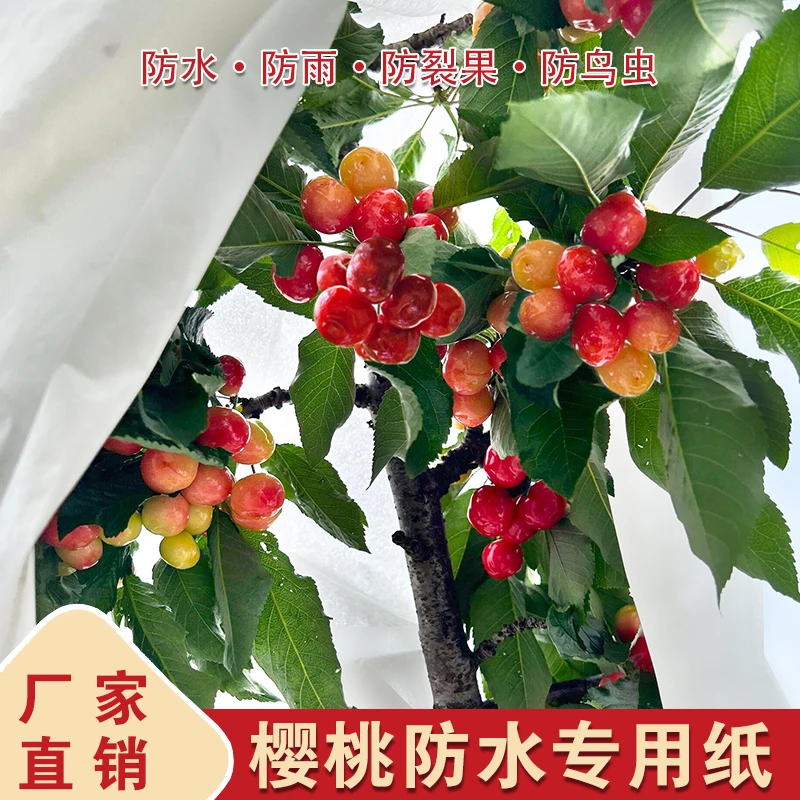 樱桃大白纸防雨纸防裂果防晒车厘子专用套袋60*70防水大尺寸透光