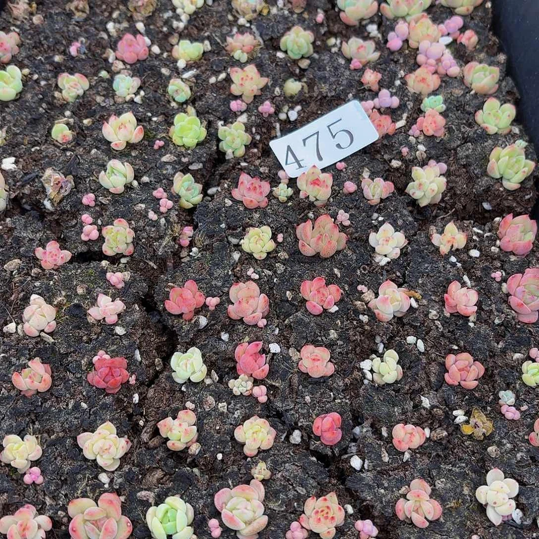 菜*！多肉植物多肉植物475