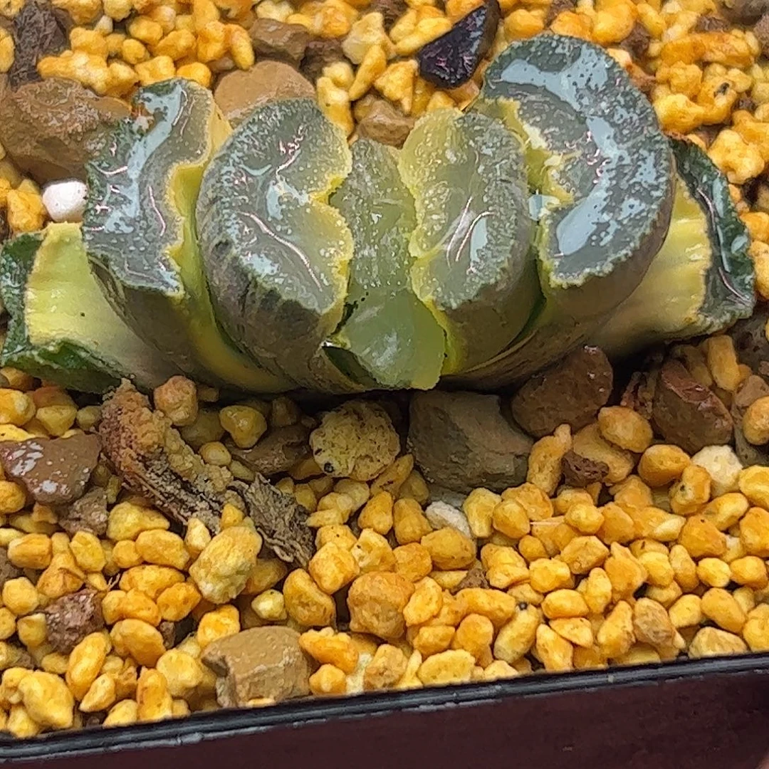 糊斑五公分大绳十二