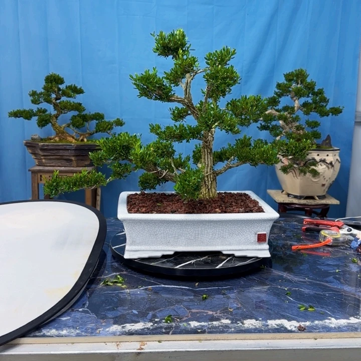 风***信完全开放黄杨盆景一物一拍