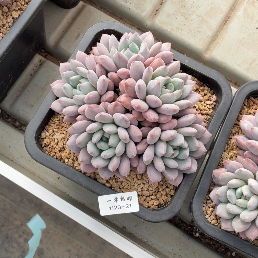 琴***好1123-21-半夏，。。。。。。