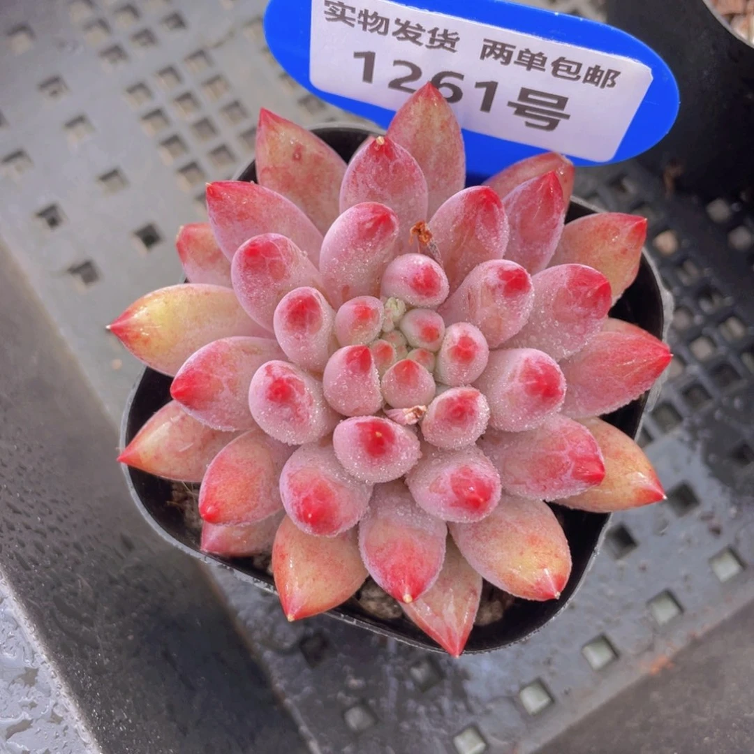 1261号全状态虞美人单头一个