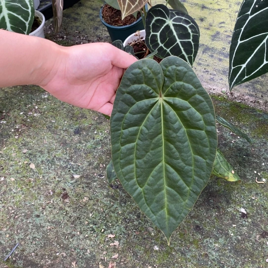 不开花植物papi杂奢华