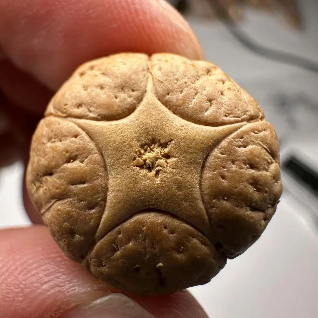 尼泊尔五星菩提，尺寸20，sss系列，货号48
