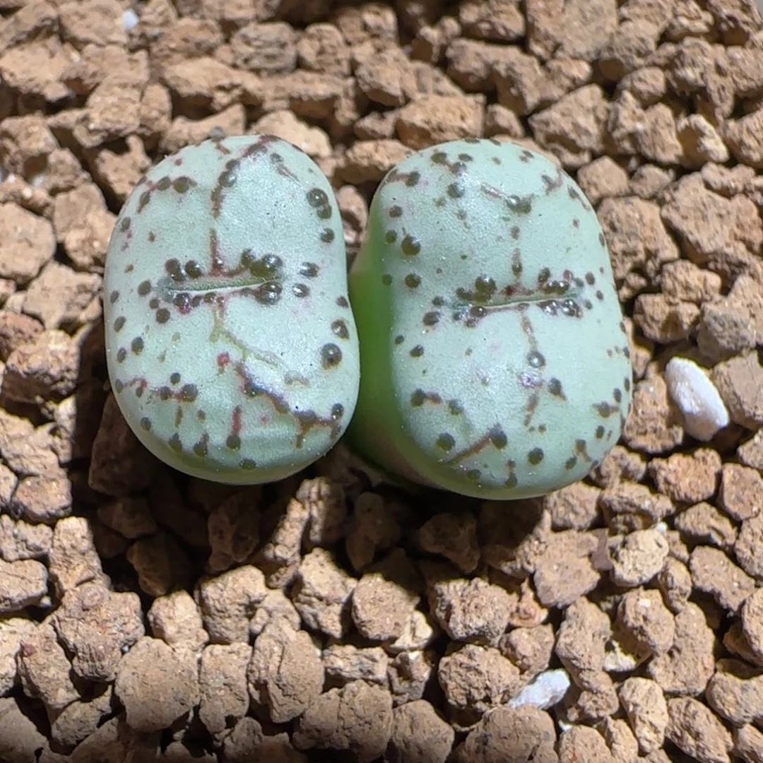 肉锥多肉植物组合-火龙果安贞762